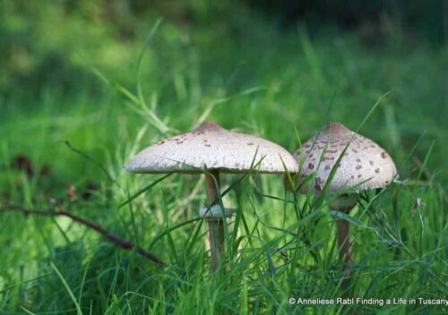 Macrolepiota procera parasol mushroom