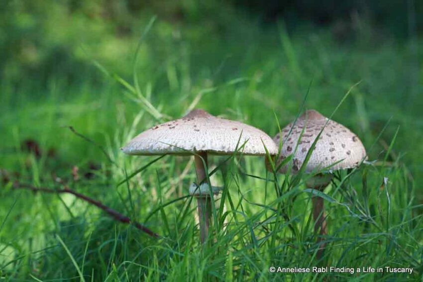 Macrolepiota procera parasol mushroom