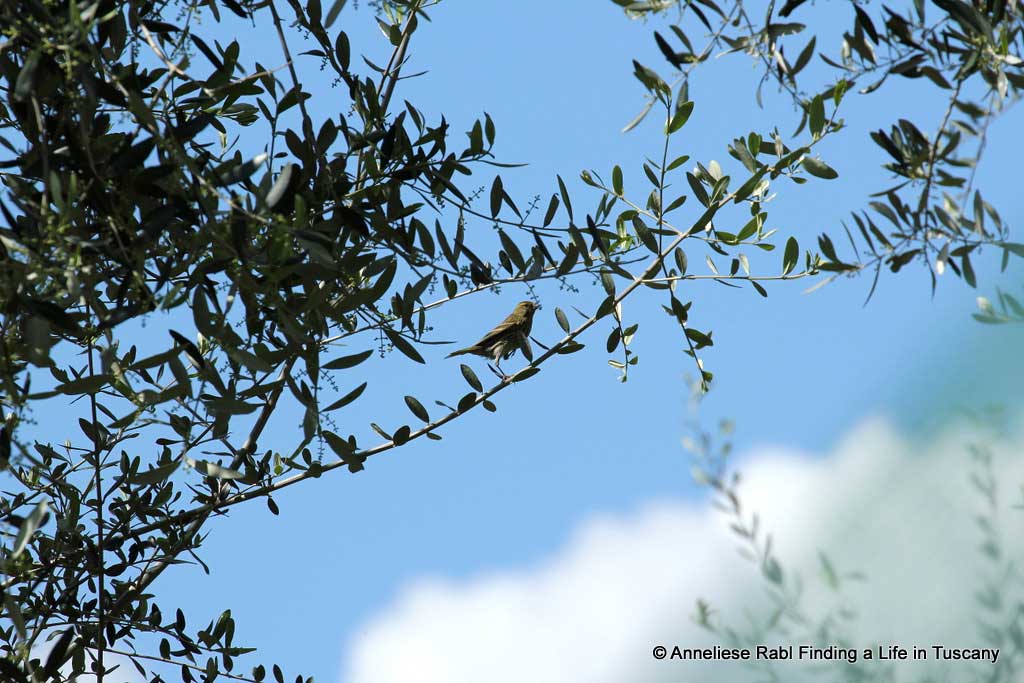 Bird on an olive sprig in Tuscany. 