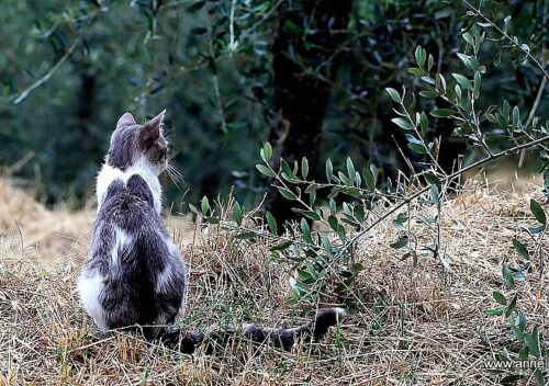 Cat sitting in an olive grove