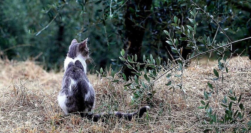 Cat sitting in an olive grove