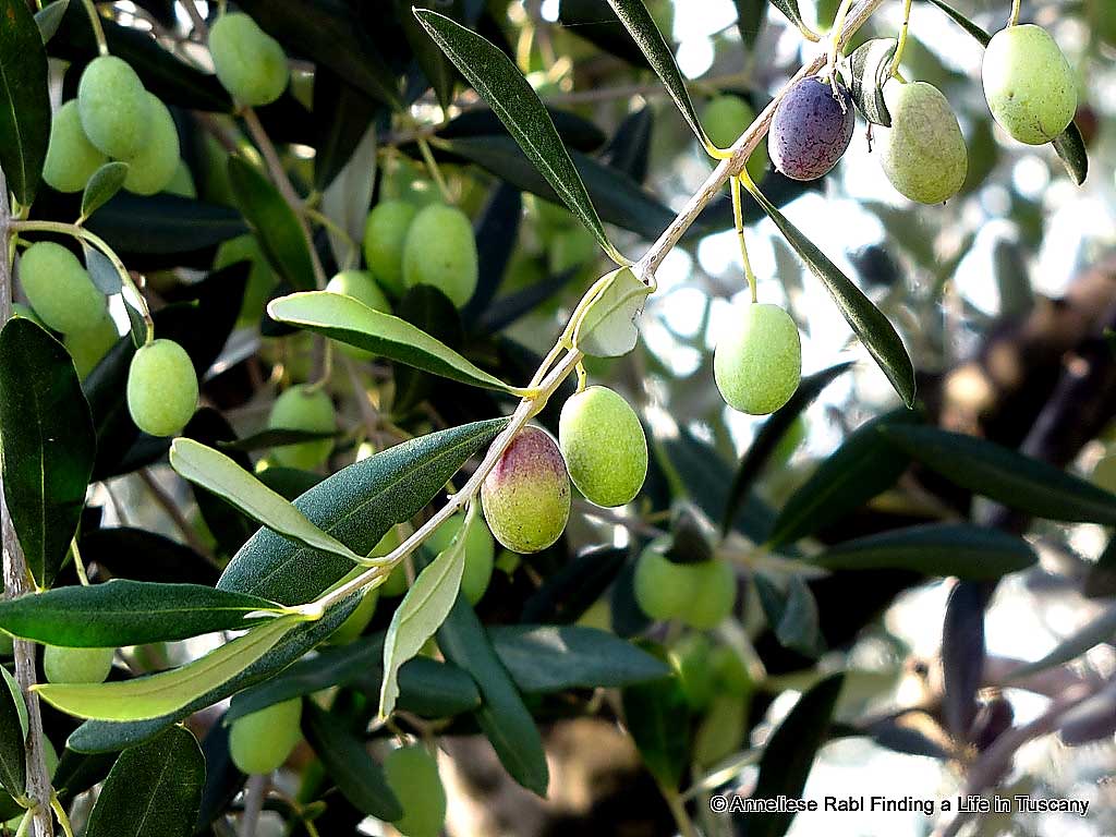 Green and half mature olives