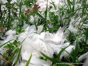 Bird feathers natural fertilizer