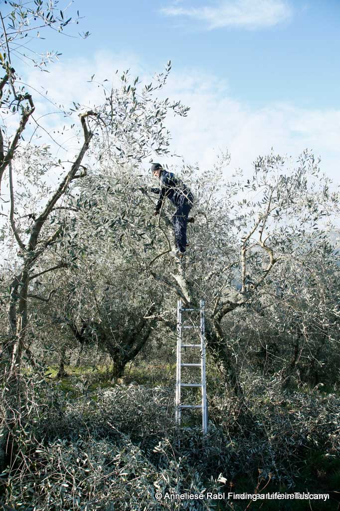 With the help of ladders olive pickers climb to the very top reach the olives on are able to reach the olives on the very top of the trees. 