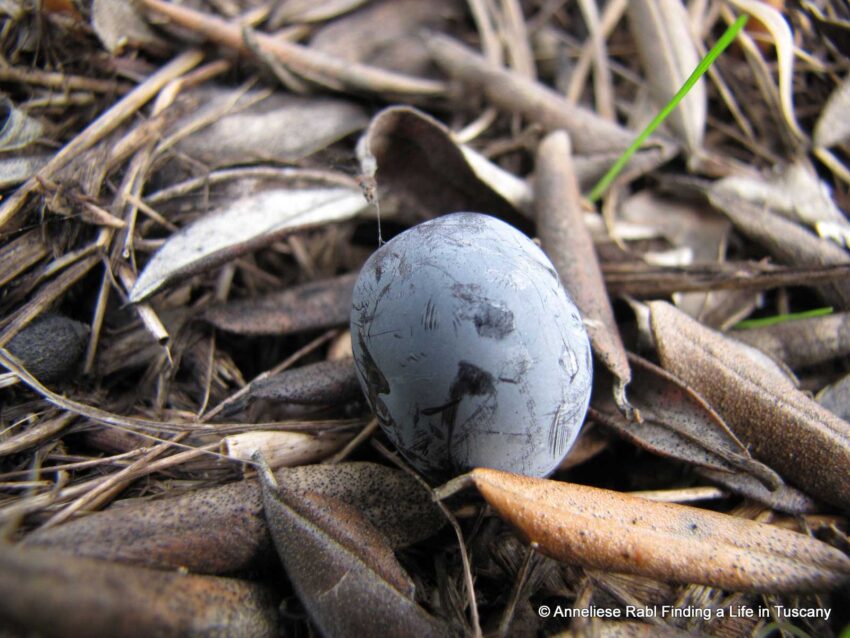 Ripe black olive fallen from the tree.