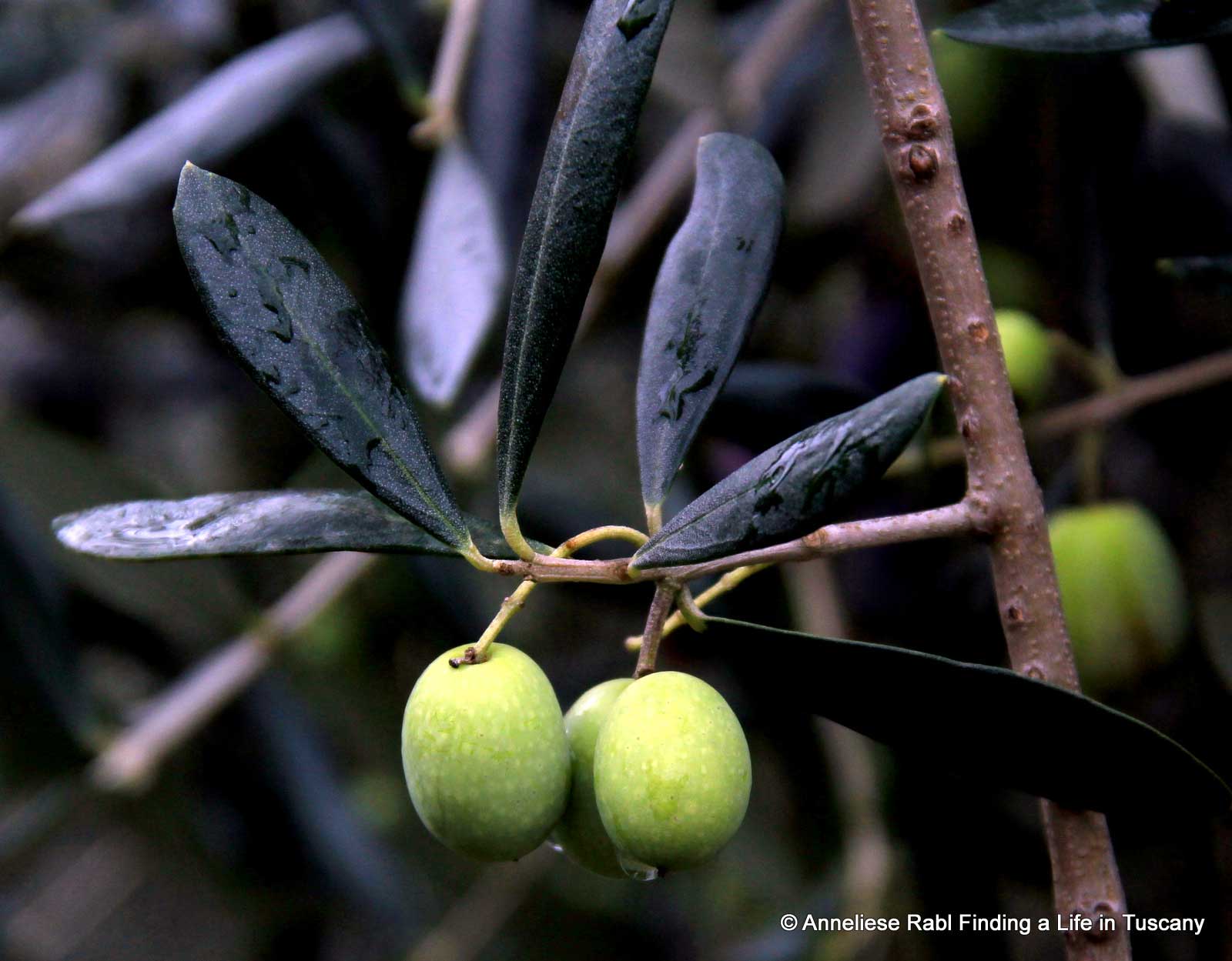 Green olives with water drops after the rain.