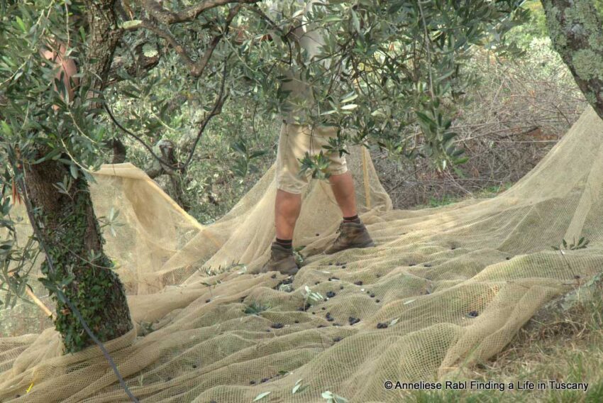 Olive picker.