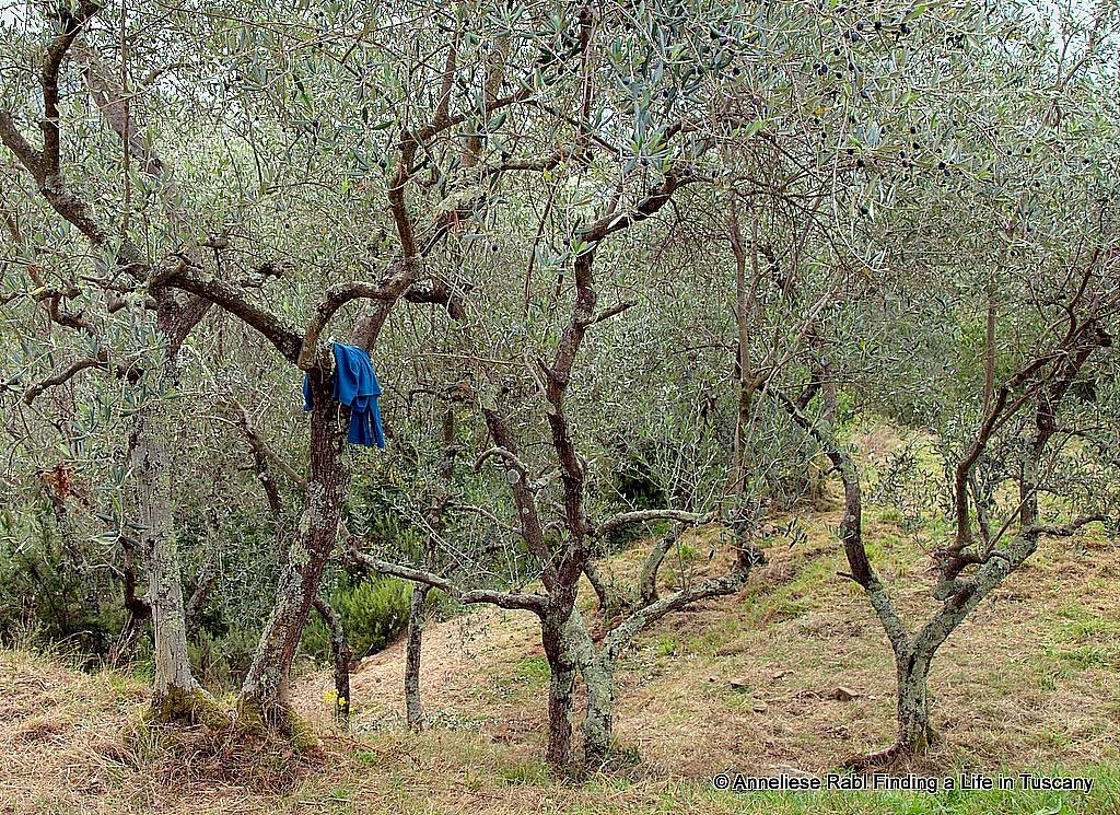 Olive grove after the harvest. Often pickers forget their pullovers on the trees. 