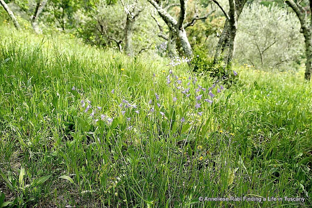 Spring green meadow in an olive grove.