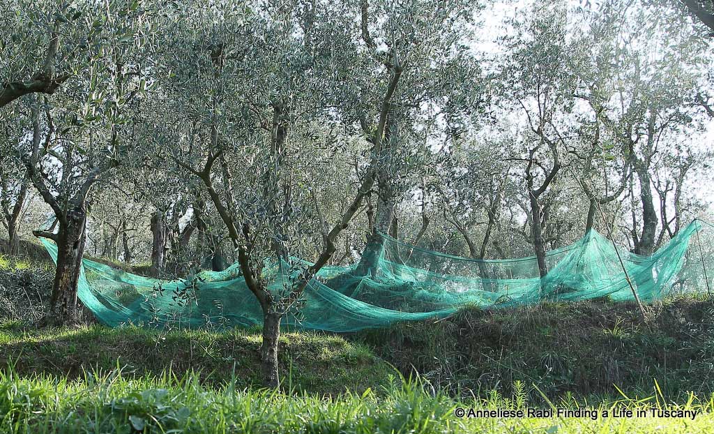 Spreading olive nets in an olive grove
