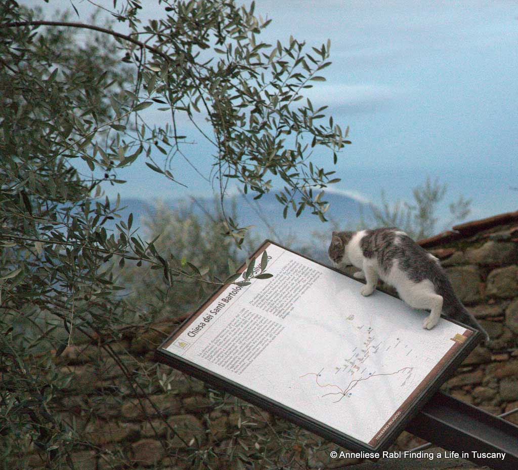 Curious cat checking a poster 