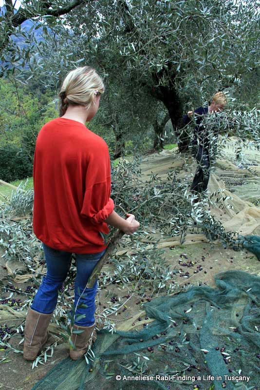 Girl gathering olives