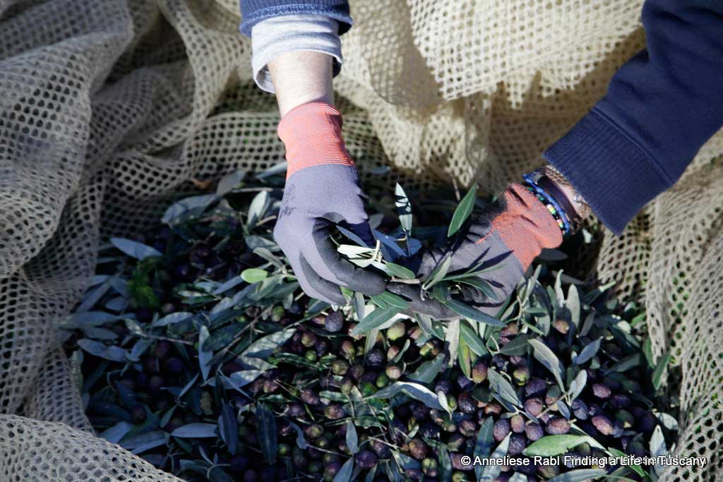 Separating leaves from drupes