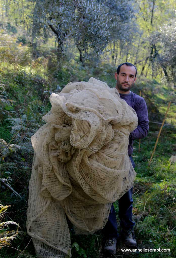 Young man with a huge olive net ready to be spread under a tree in the olive grove. 