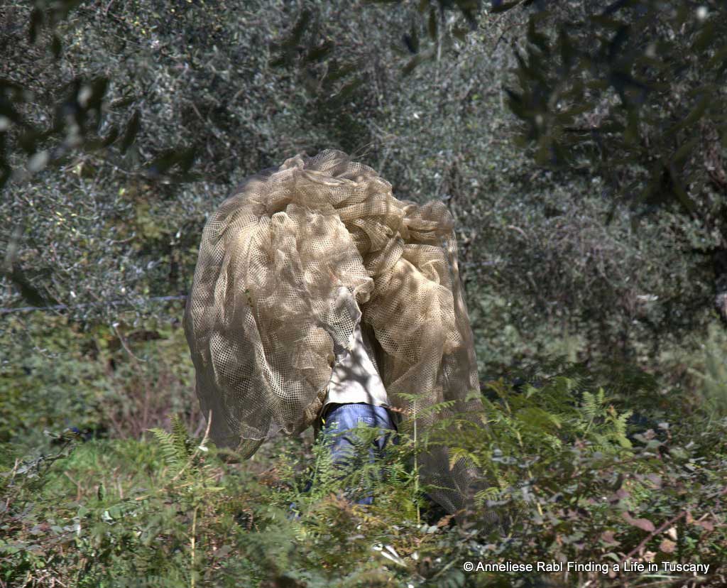 Olive nets have to be gathered and brought to the next tree. 