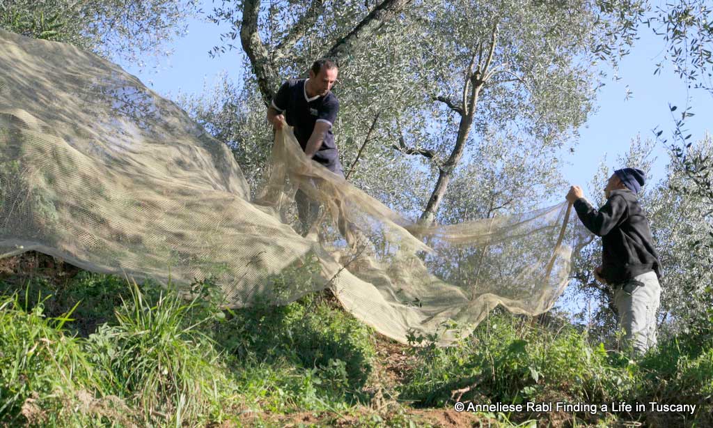 Two men spreading olive nets in an olive grove