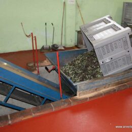 Pressing process of the olives