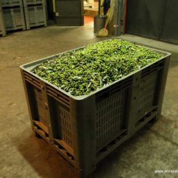 Olives in an oil mill