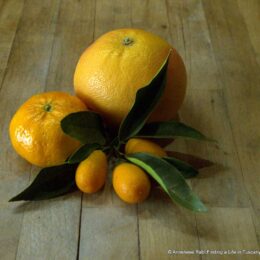 Kumquats, mandarine and grapefruit