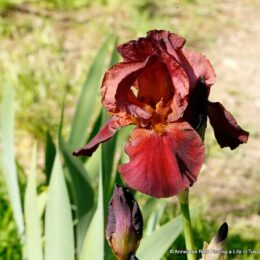 Dark red brown orange iris