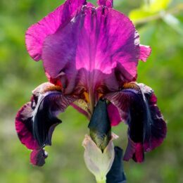 Bright purple iris