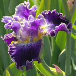 Purple yellow and white iris