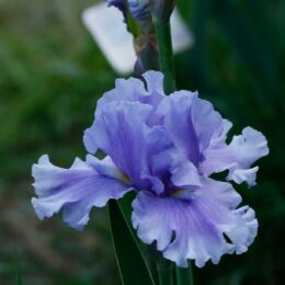 Blue white iris
