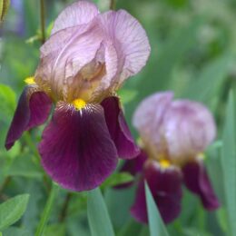 Dark and light purple iris