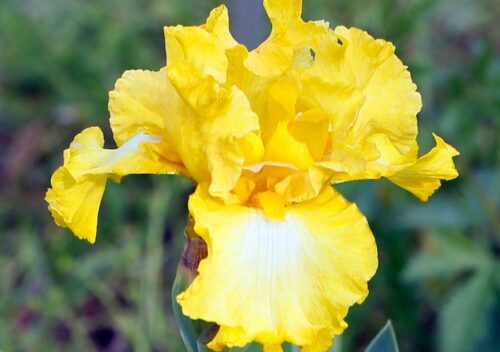 Yellow white iris