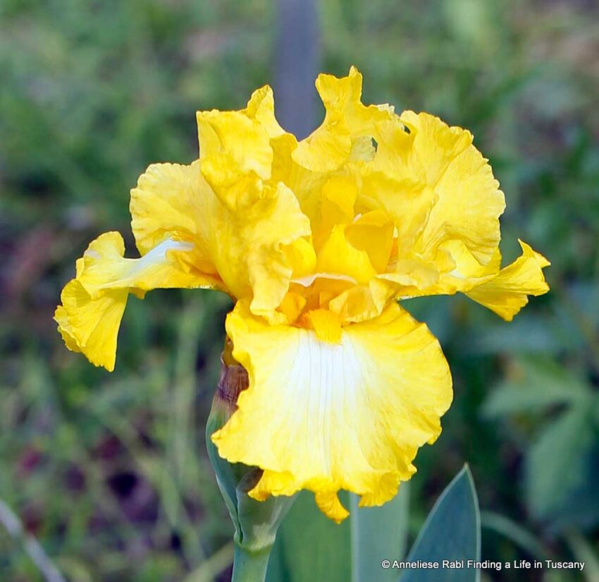 Yellow white iris