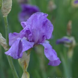 Blu purple iris